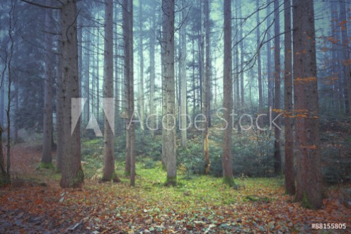 Picture of Beautiful colorful autumnal coniferous forest trees Picture was taken in south east Slovenia